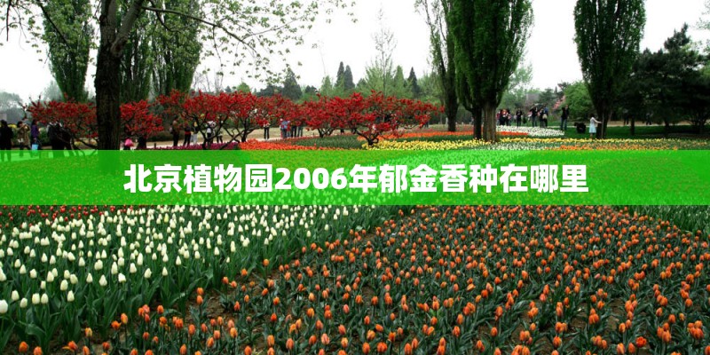 北京植物园2006年郁金香种在哪里