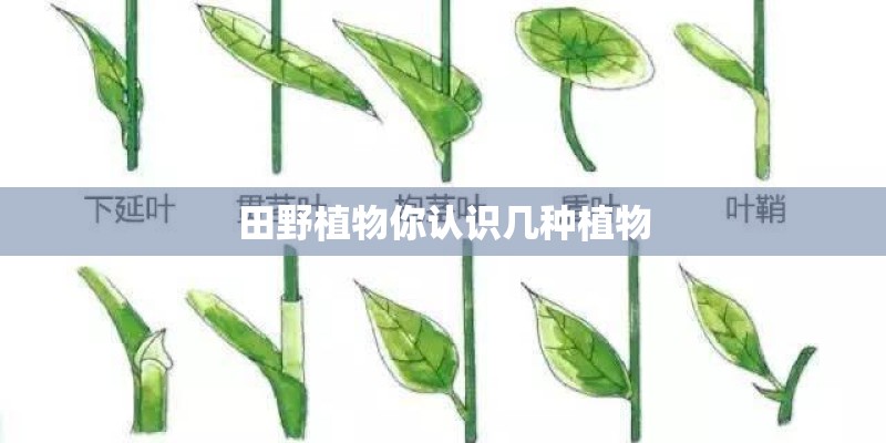田野植物你认识几种植物
