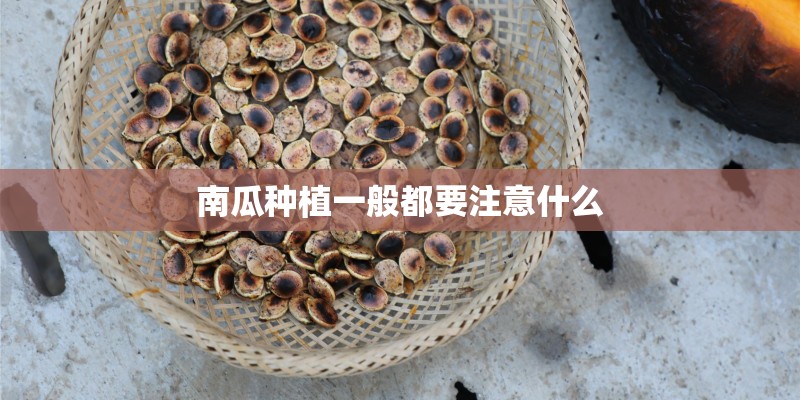 南瓜种植一般都要注意什么