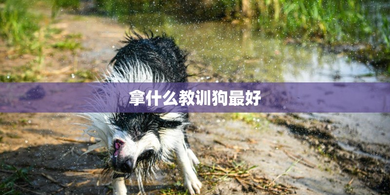 拿什么教训狗最好