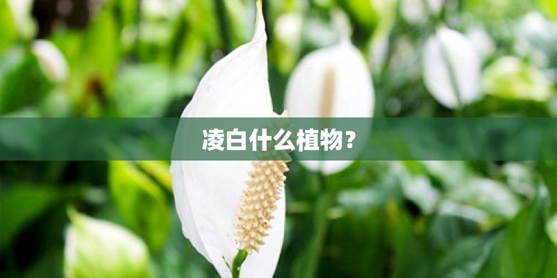 凌白什么植物？