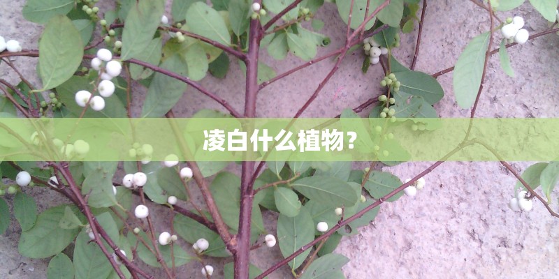 凌白什么植物？