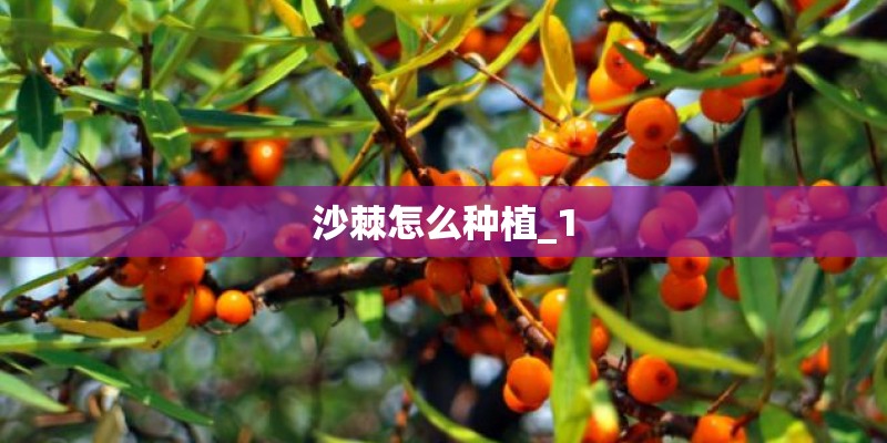 沙棘怎么种植_1