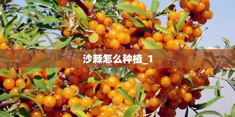 沙棘怎么种植_1