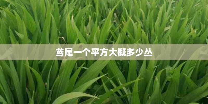 安徽淮北地区可以种植板栗吗