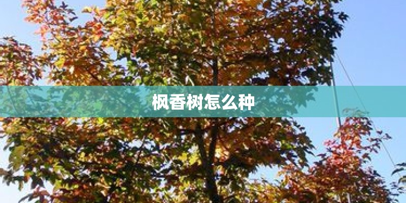 枫香树怎么种 枫香树怎么种