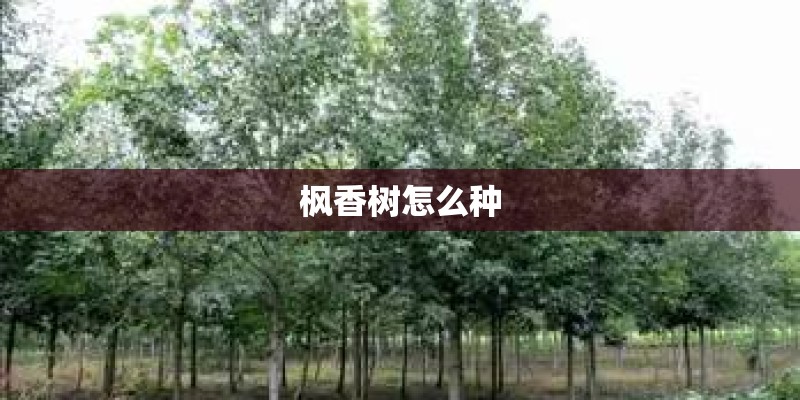 枫香树怎么种 枫香树怎么种