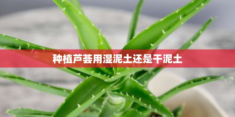 种植芦荟用湿泥土还是干泥土