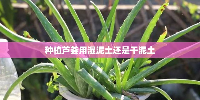 种植芦荟用湿泥土还是干泥土