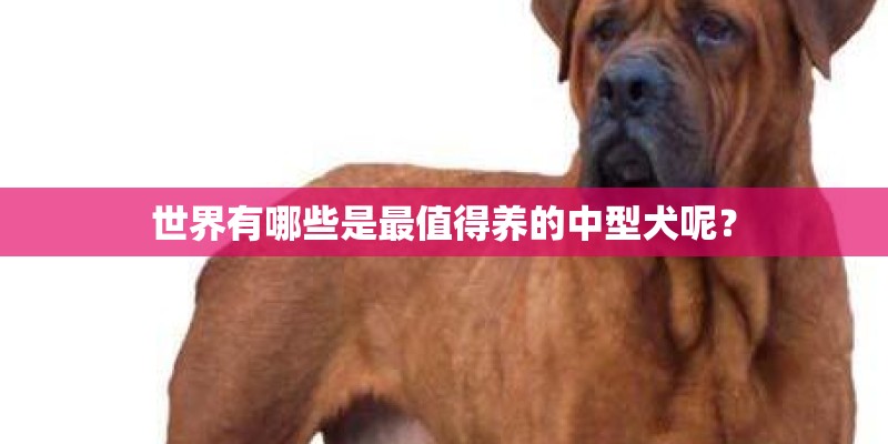世界有哪些是最值得养的中型犬呢？