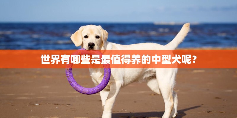 世界有哪些是最值得养的中型犬呢？