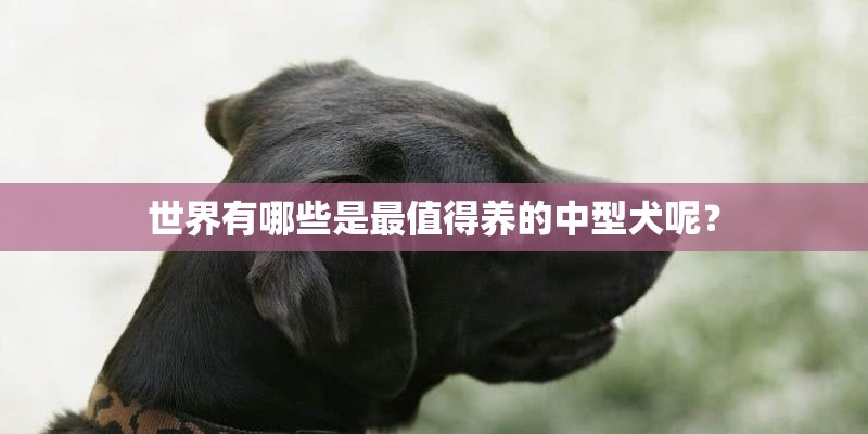 世界有哪些是最值得养的中型犬呢？