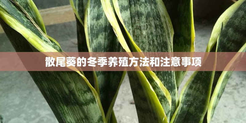 散尾葵的冬季养殖方法和注意事项