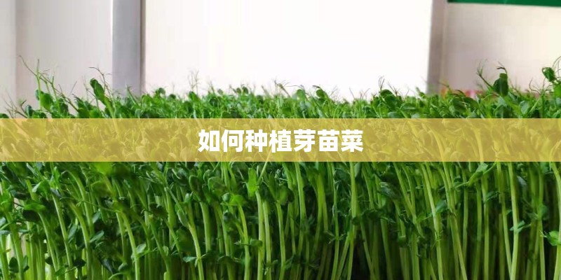 如何种植芽苗菜