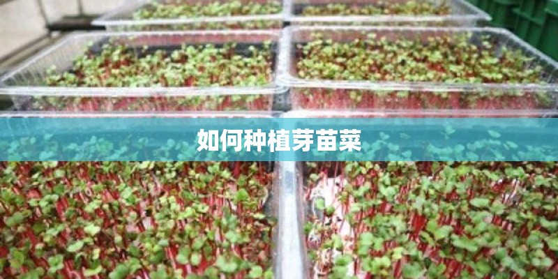如何种植芽苗菜