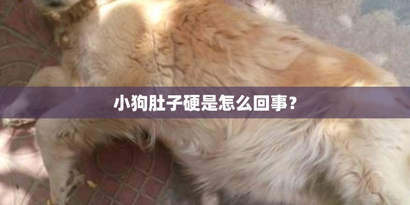 小狗肚子硬是怎么回事？