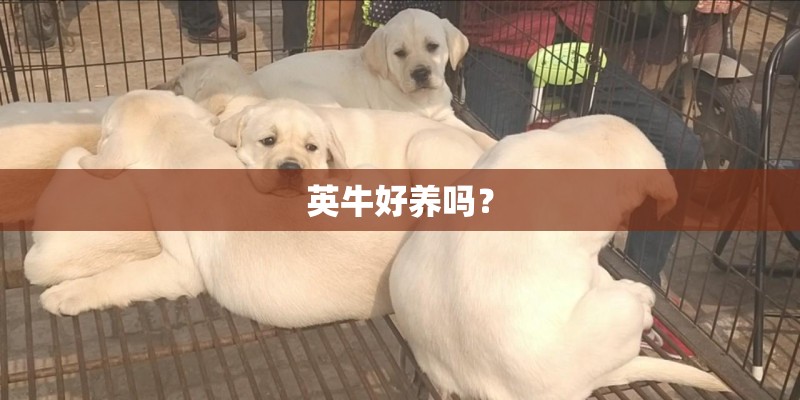 英牛好养吗？