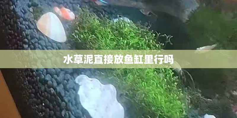 水草泥直接放鱼缸里行吗