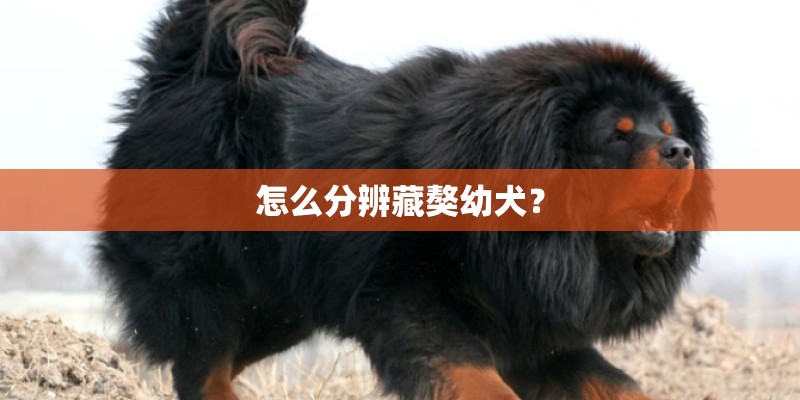 怎么分辨藏獒幼犬？