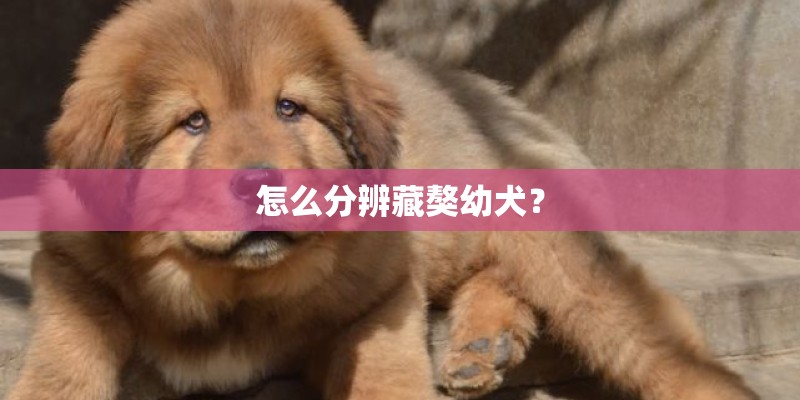 怎么分辨藏獒幼犬？