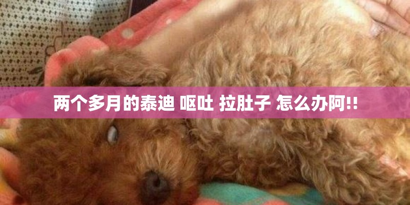 两个多月的泰迪 呕吐 拉肚子 怎么办阿!!