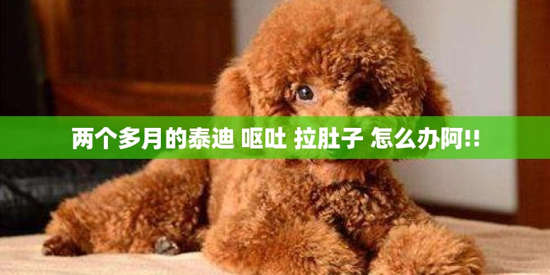 两个多月的泰迪 呕吐 拉肚子 怎么办阿!!