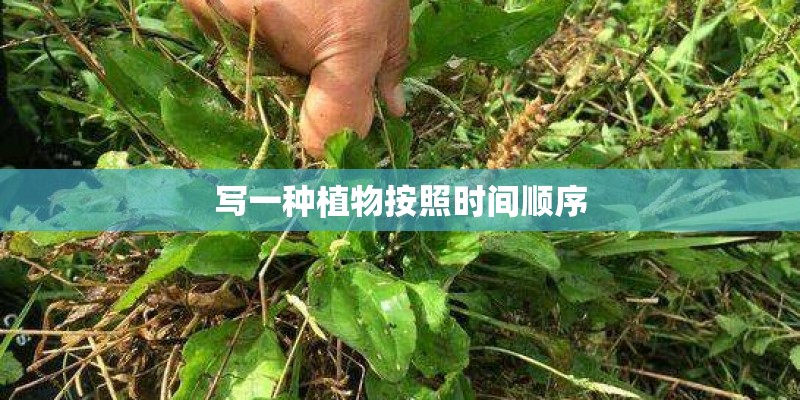 写一种植物按照时间顺序