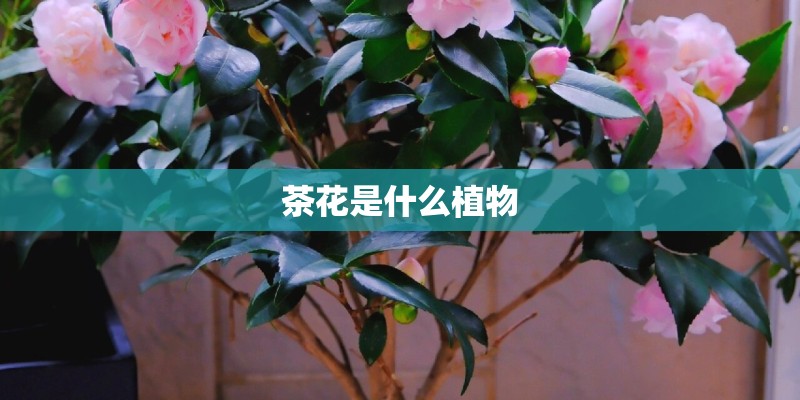 茶花是什么植物