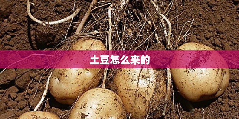 土豆怎么来的 土豆怎么来的