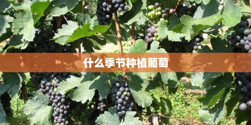 什么季节种植葡萄