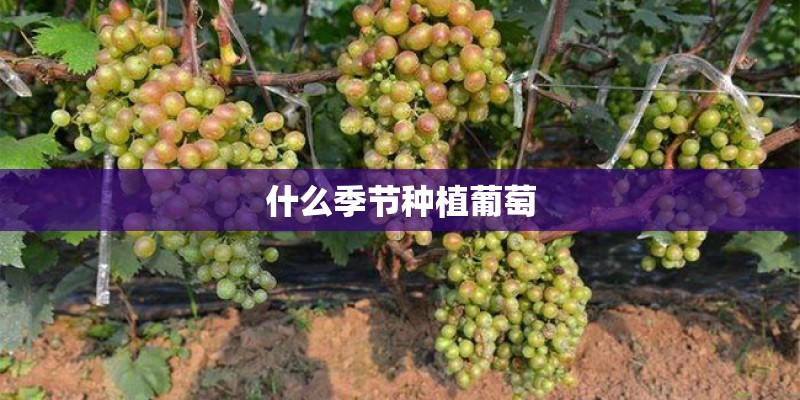 什么季节种植葡萄