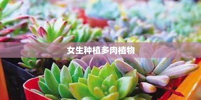 女生种植多肉植物