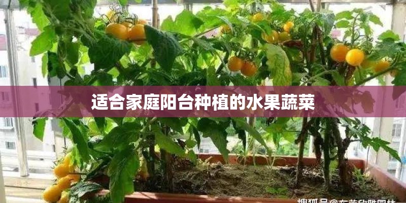 适合家庭阳台种植的水果蔬菜