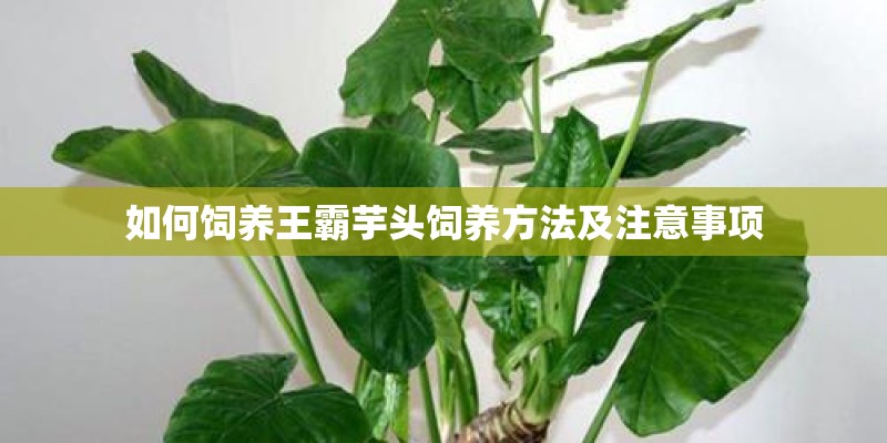 如何饲养王霸芋头饲养方法及注意事项