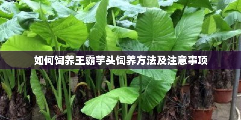 如何饲养王霸芋头饲养方法及注意事项