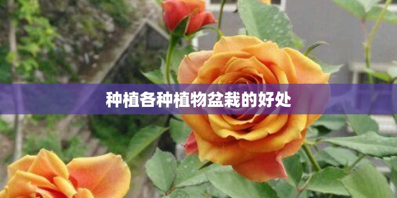 种植各种植物盆栽的好处