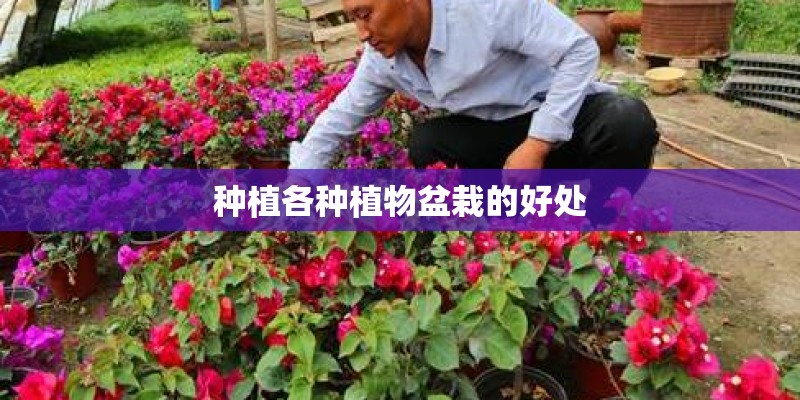种植各种植物盆栽的好处