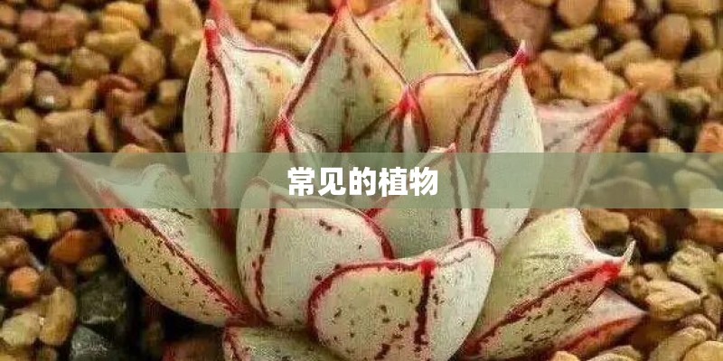 常见的植物