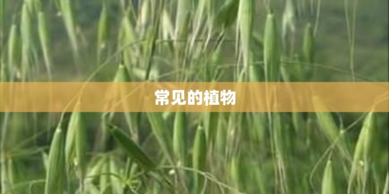 常见的植物