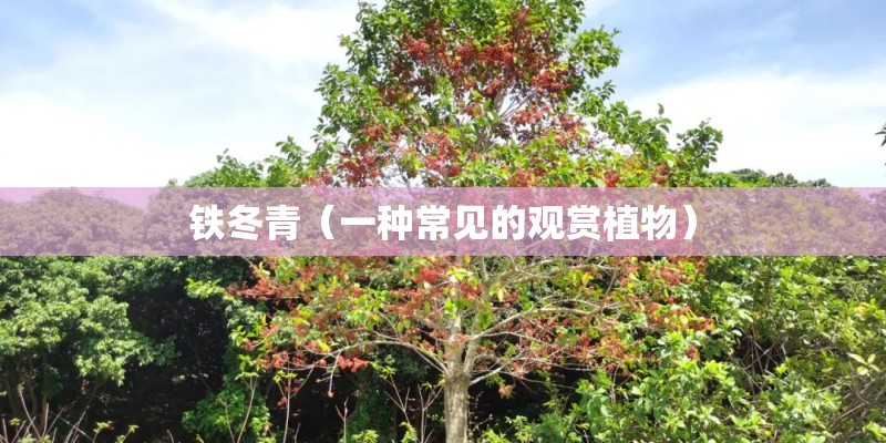 铁冬青（一种常见的观赏植物）