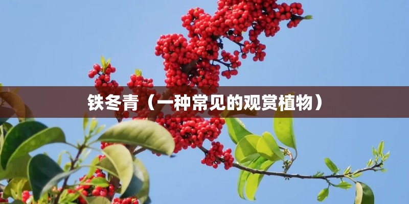 铁冬青（一种常见的观赏植物）