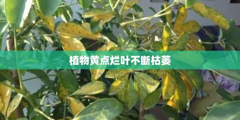 植物黄点烂叶不断枯萎