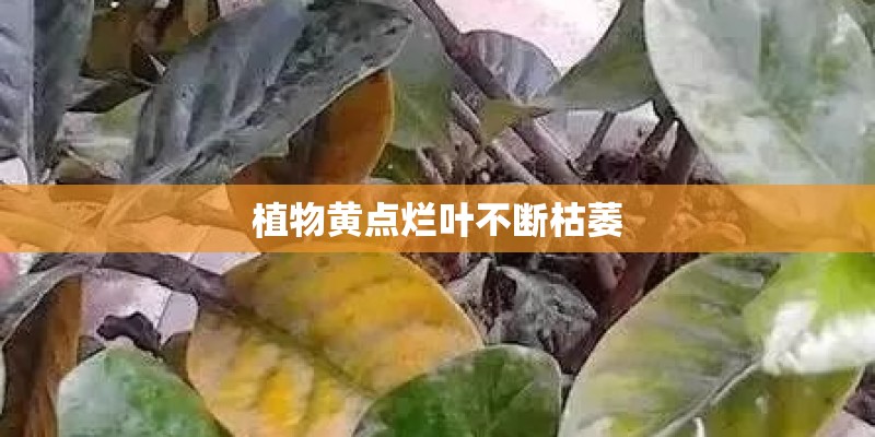 植物黄点烂叶不断枯萎