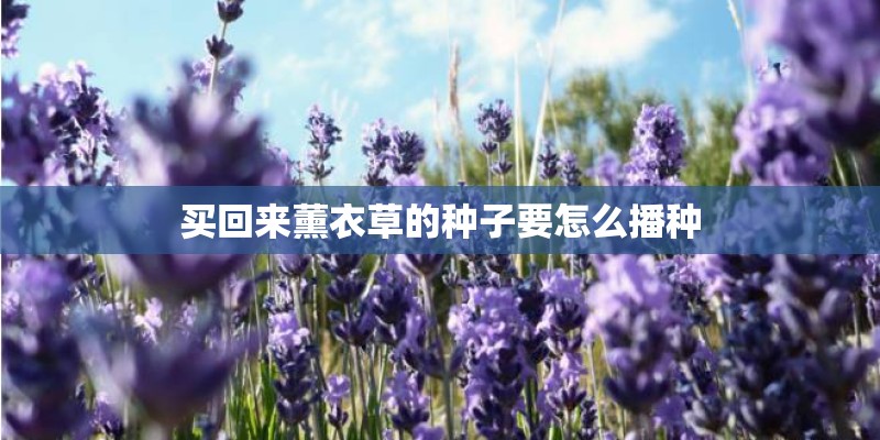 买回来薰衣草的种子要怎么播种