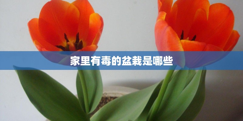 家里有毒的盆栽是哪些