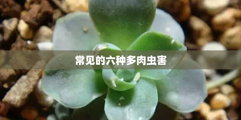 常见的六种多肉虫害
