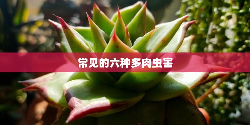 常见的六种多肉虫害