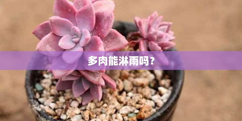 多肉能淋雨吗？