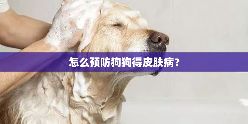 怎么预防狗狗得皮肤病？