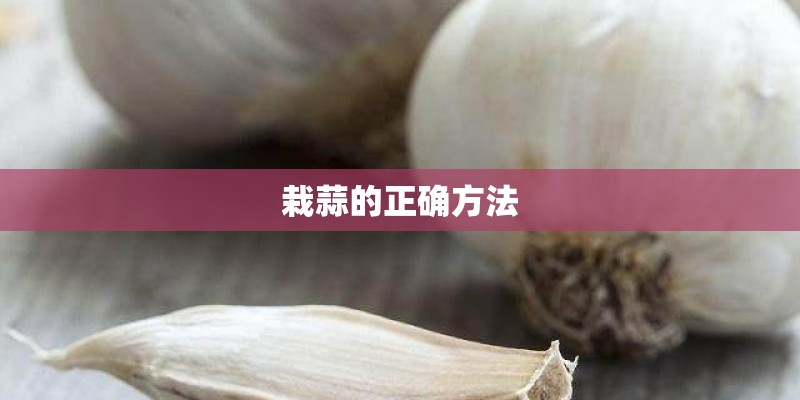 栽蒜的正确方法